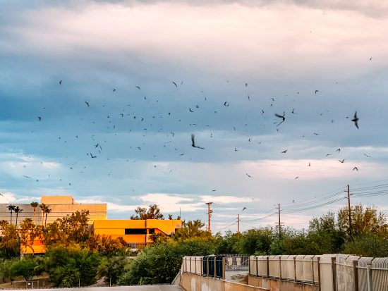 Where to go bat watching in Phoenix: The Phoenix Bat Cave